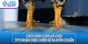 Cách Xem Chân Gà Chọi