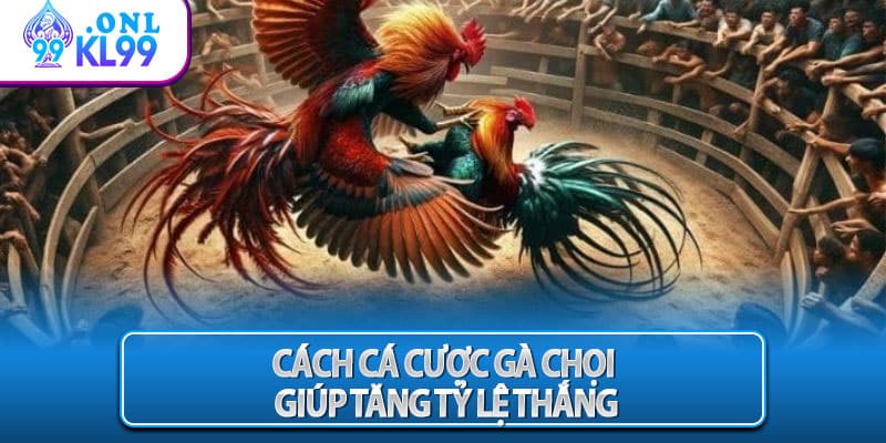Cách cá cược gà chọi giúp tăng tỷ lệ thắng