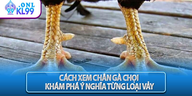 Cách xem chân gà chọi – Khám phá ý nghĩa từng loại vảy