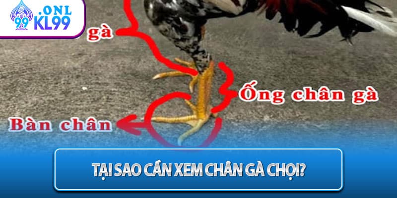 Tại sao cần xem chân gà chọi? 